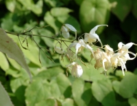 Nice big creamy white flowers